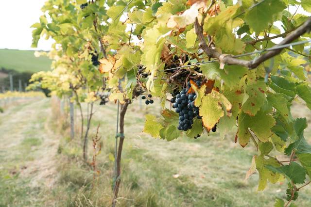 Grapes
