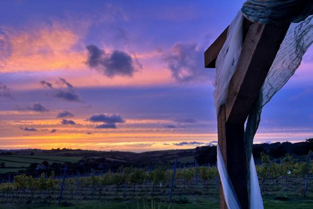 Vineyard sunset