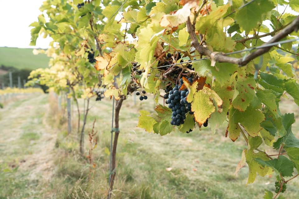 Grapes