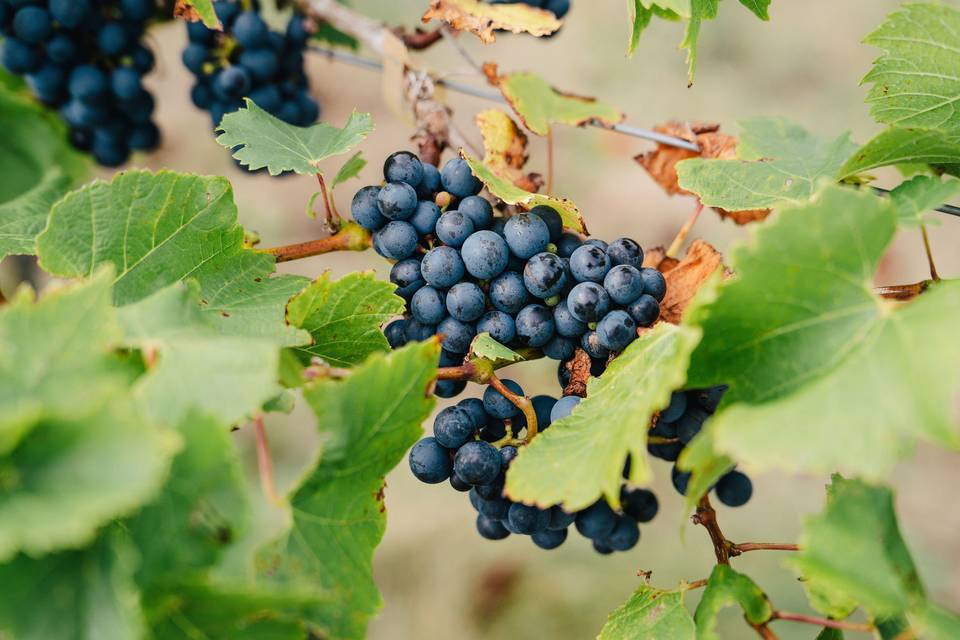 Grapes