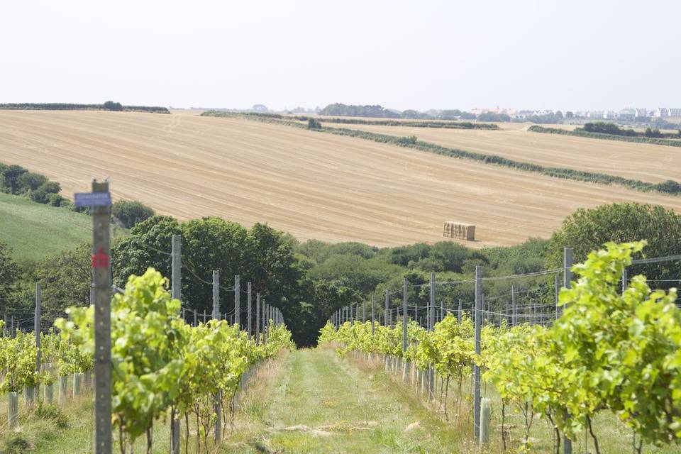Vineyard rows