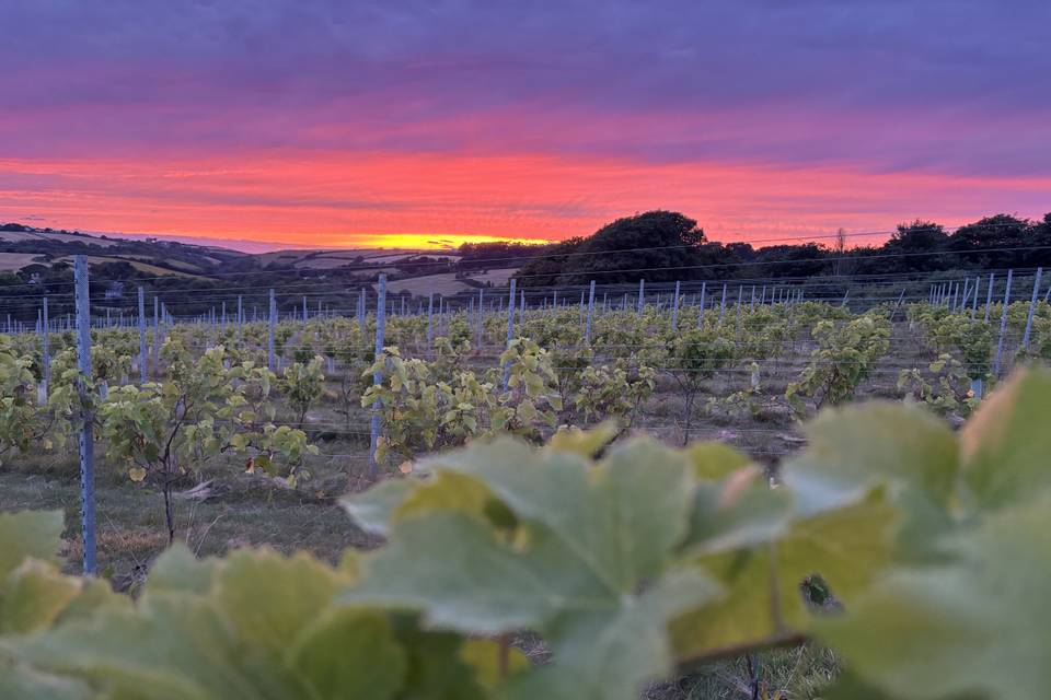 Sunset over vines