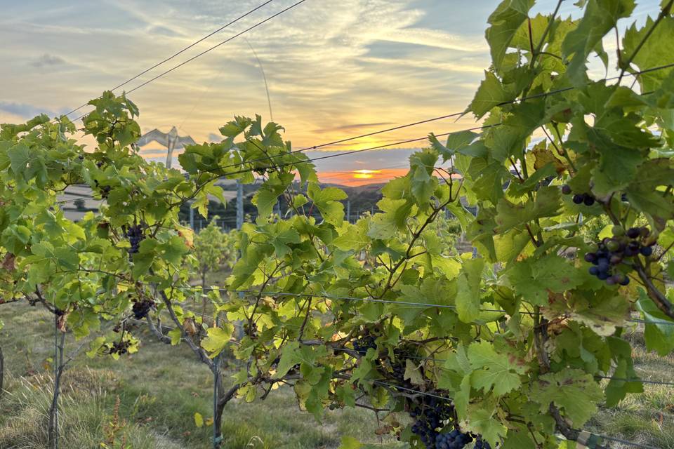 Sunset on grapes