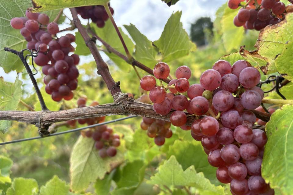 Pink grapes