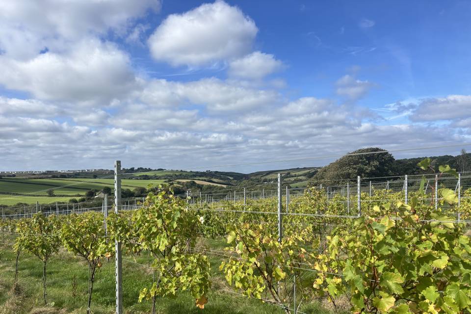 Vineyard setting