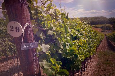 Hambledon Vineyard