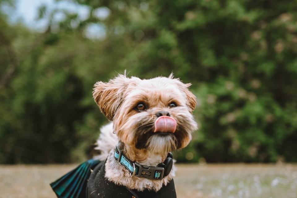 Dog in Kilt at Wedding