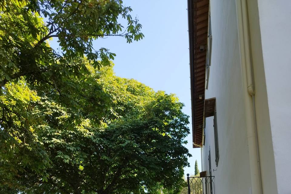 Back garden