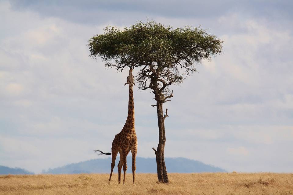 Honeymoon on safari