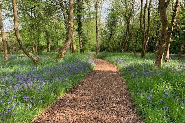 Bluebell woods