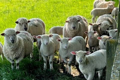 Coppleridge lambs