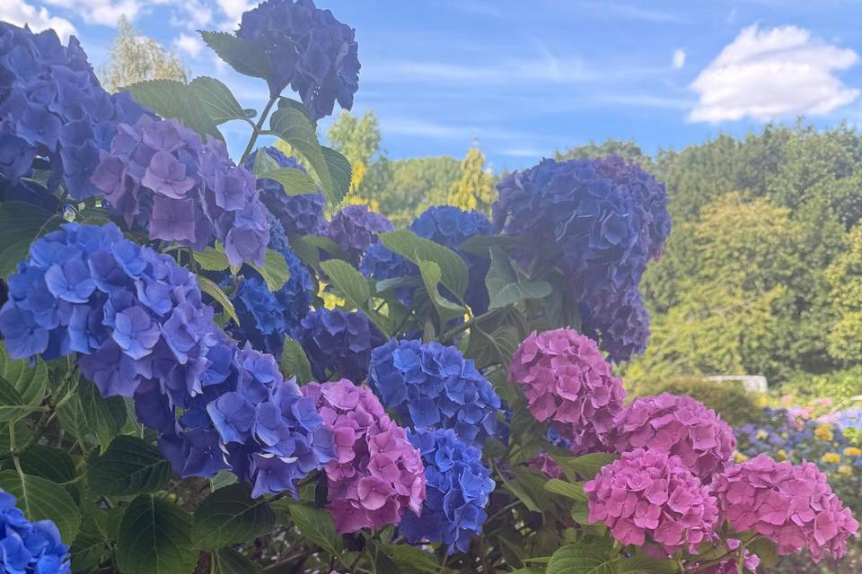Flowers