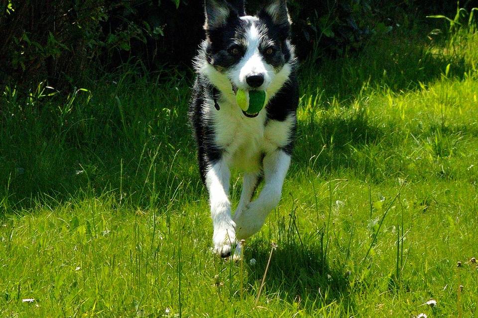 Ziggy running with a ball