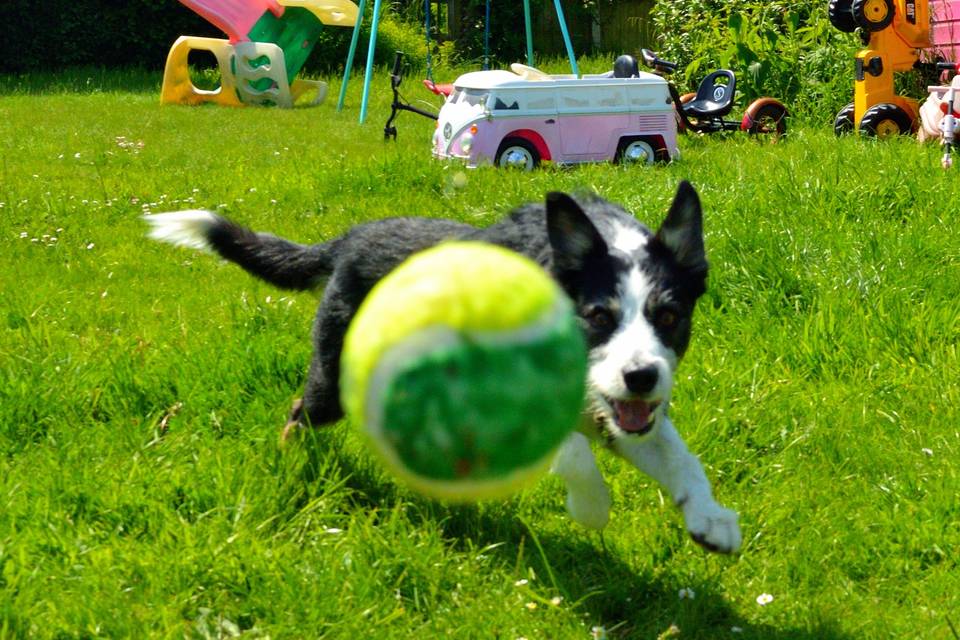 Ziggy chasing a tennis ball