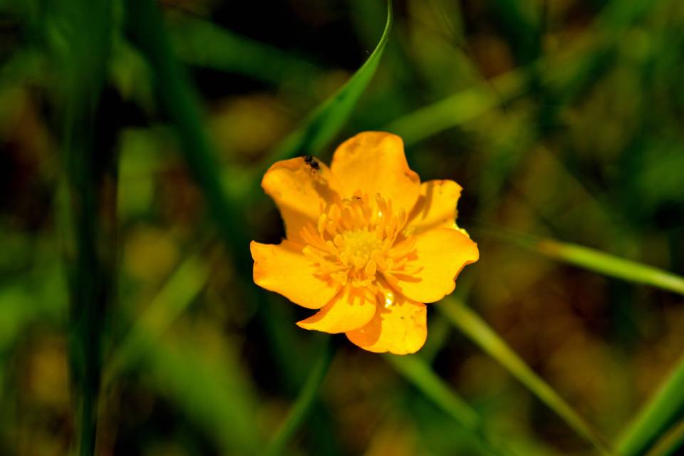 Vibrant Wildflower Bloom