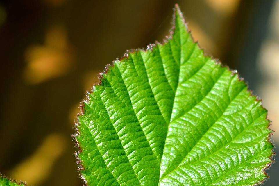 Vibrant Leaf Textures