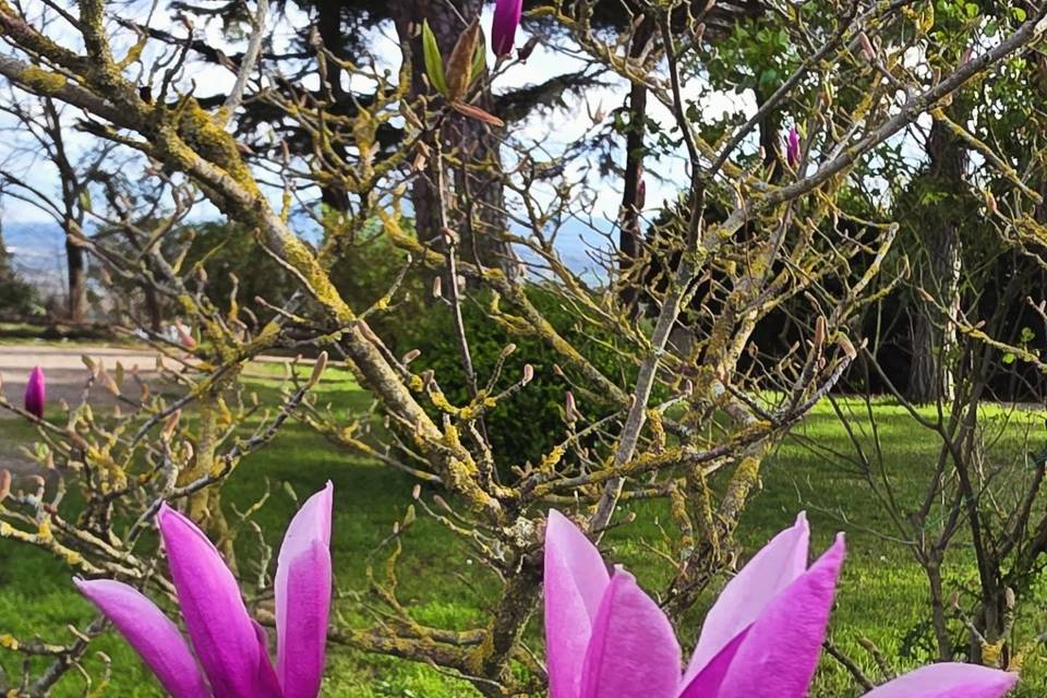 Japanese magnolia
