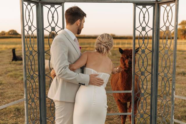 Alpaca Field