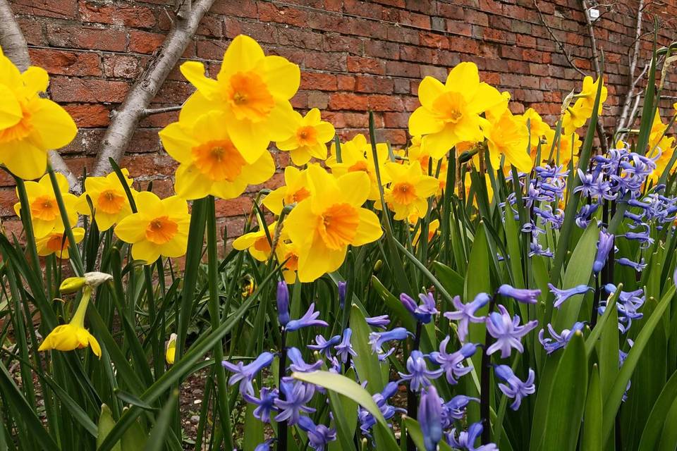 Close-up of the flowers