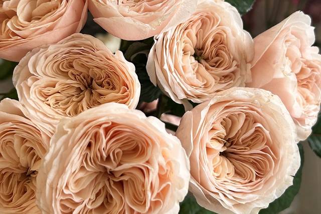 Garden rose paradise beach