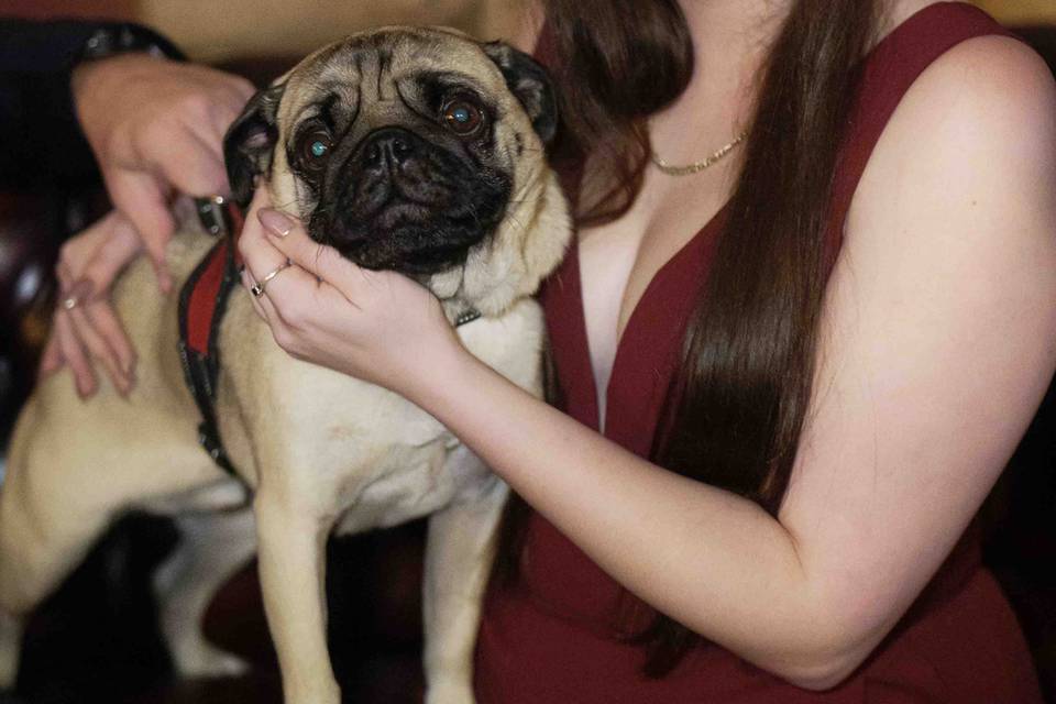 Wedding Pets