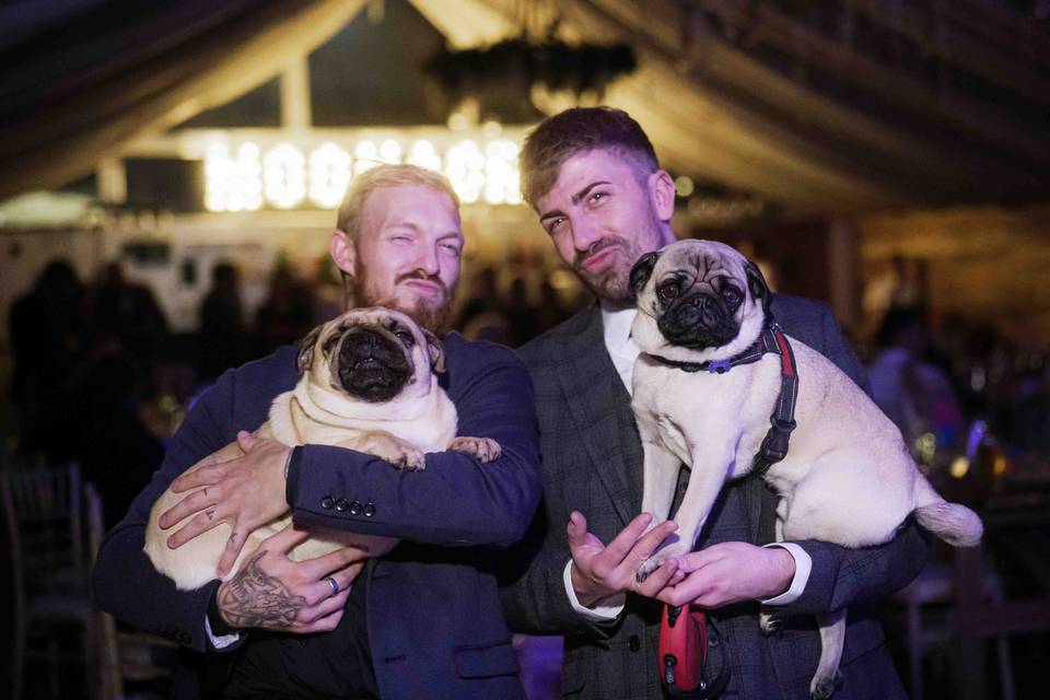 Wedding Pets