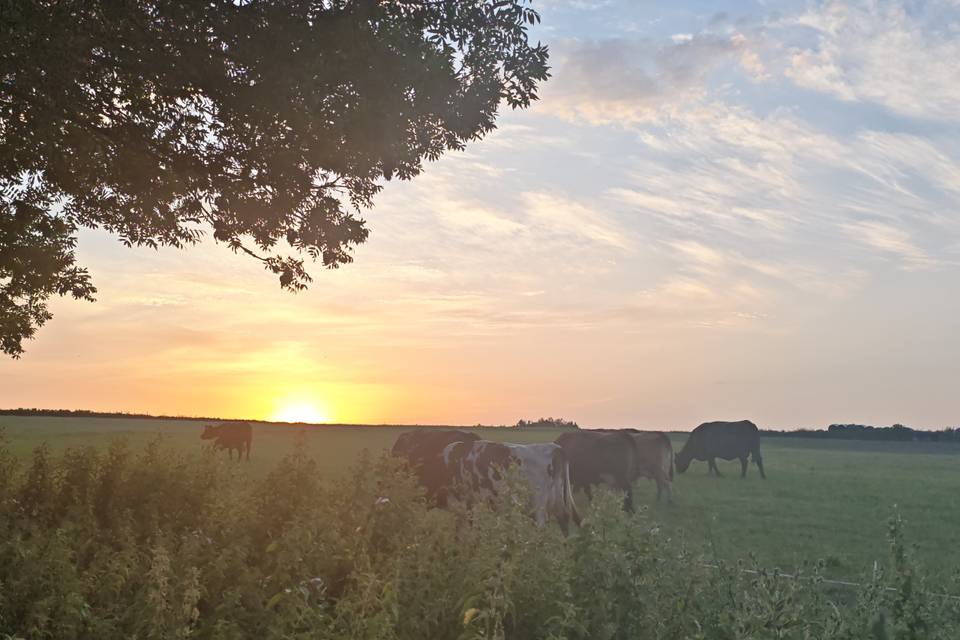 View across the farm field