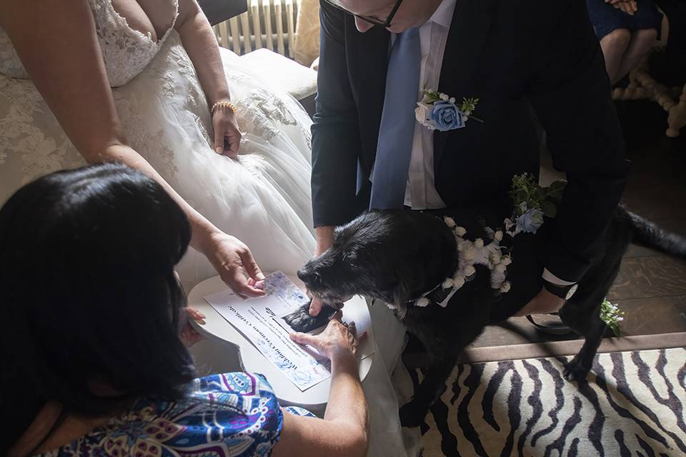 Dog Ring Bearer