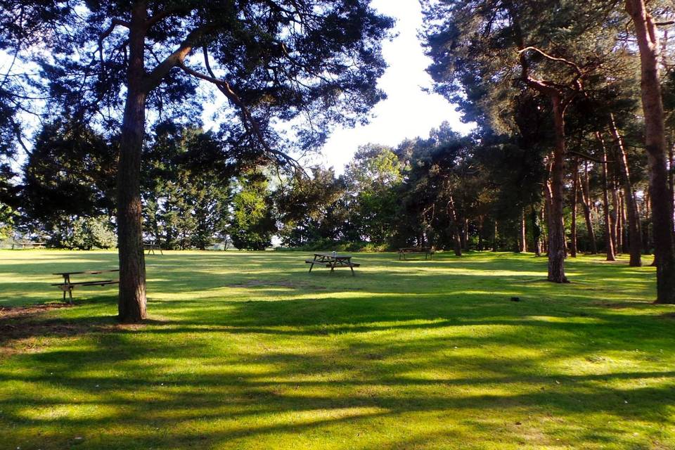 On the edge of New Forest