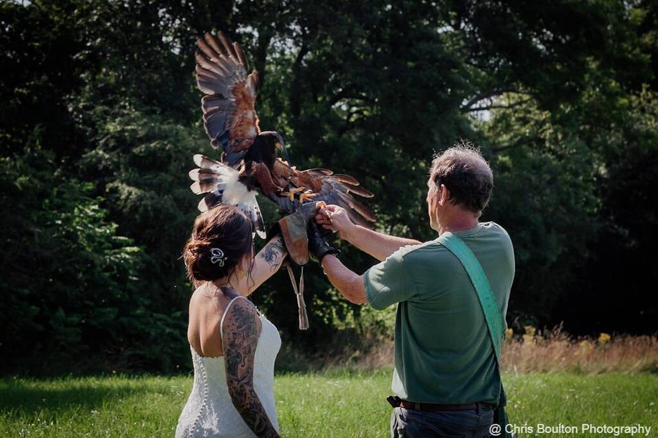 Falconry - Chris Boulton