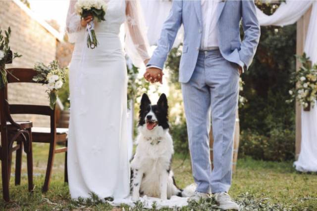 A Very Good Guest - Dog chaperone service
