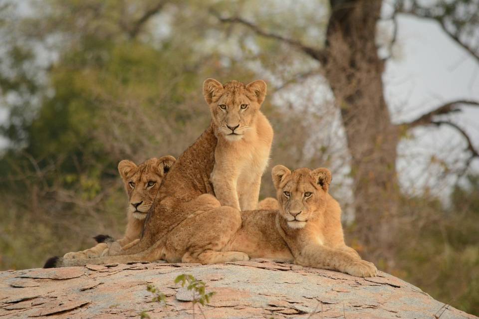 Safari Honeymoons