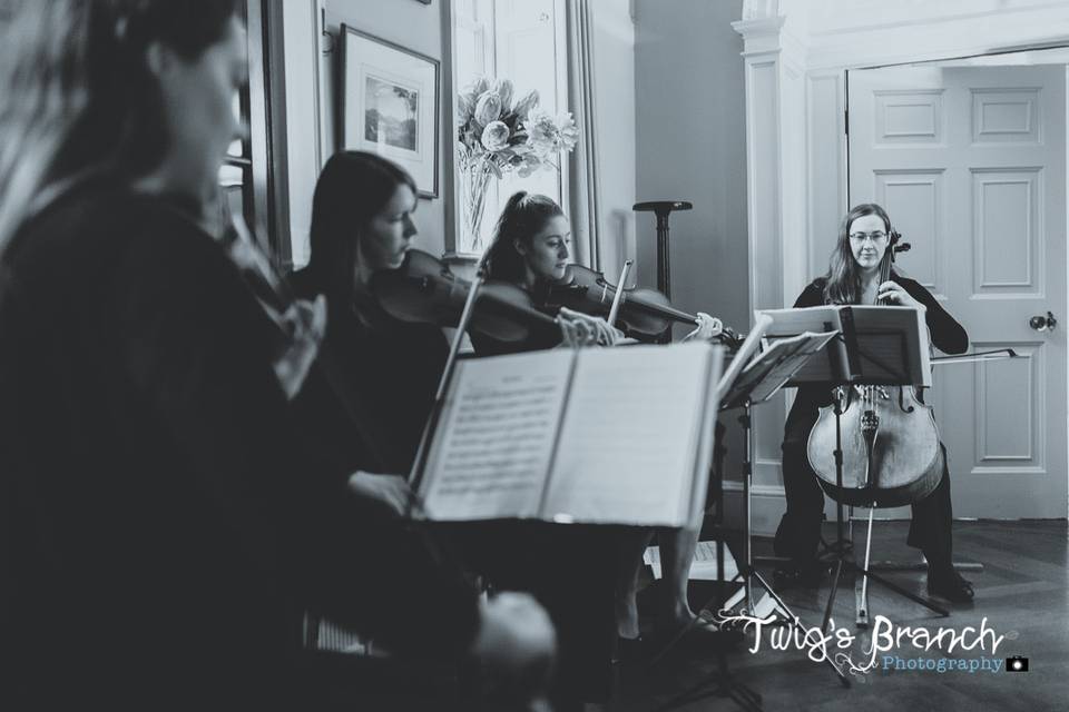 440 String Quartet