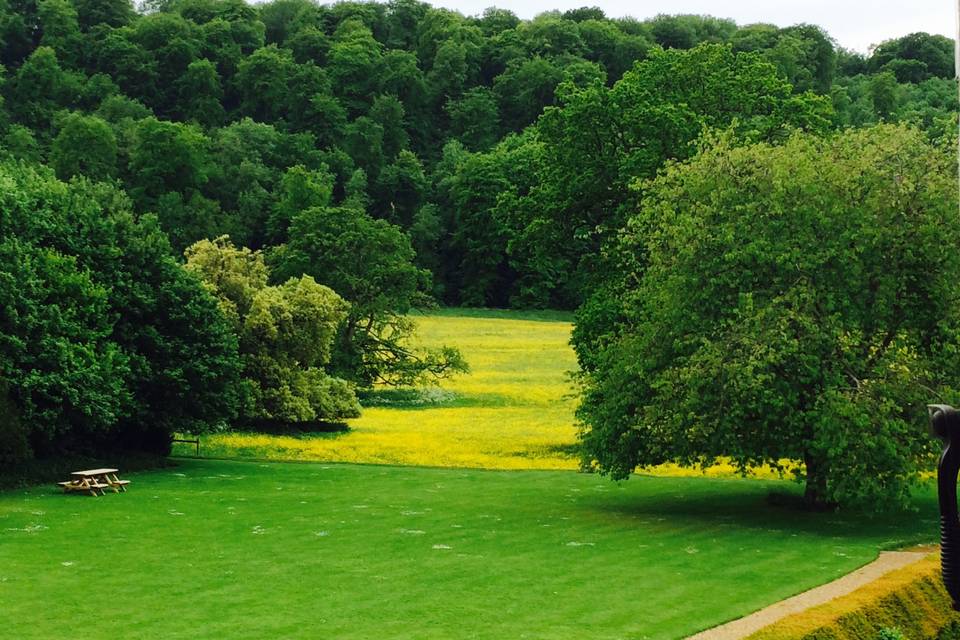 Meadow in May