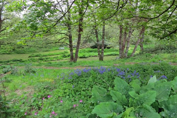 Our woodland walk by the Brook, Huntsham Court