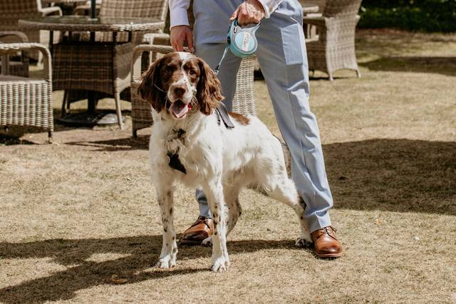 Have your dog at your wedding