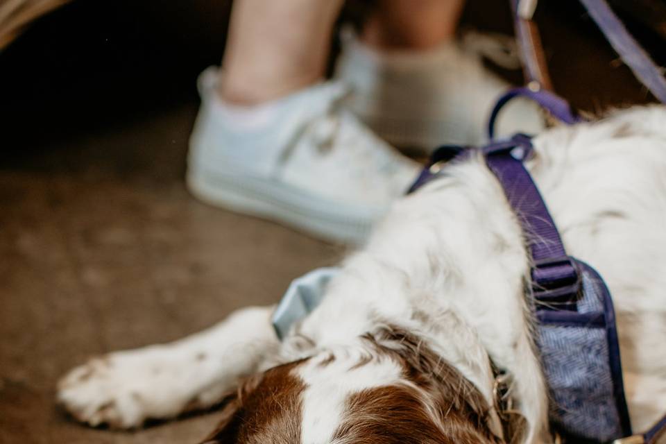 Have your dog at your wedding