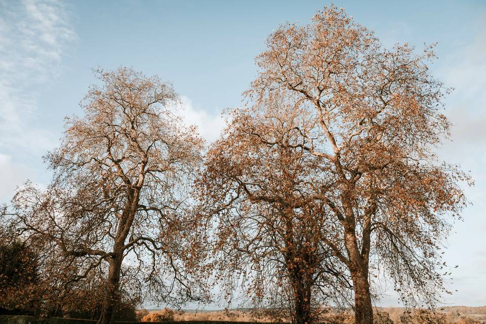 Autumn trees