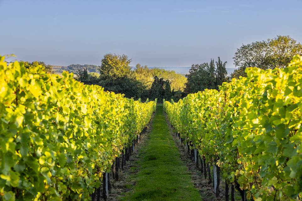 Vineyard