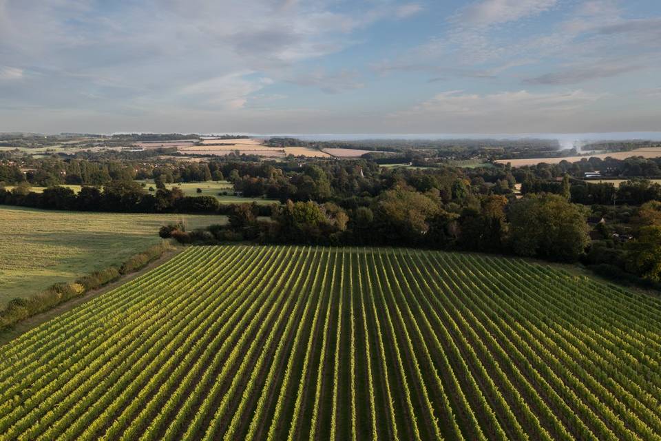 Vineyard