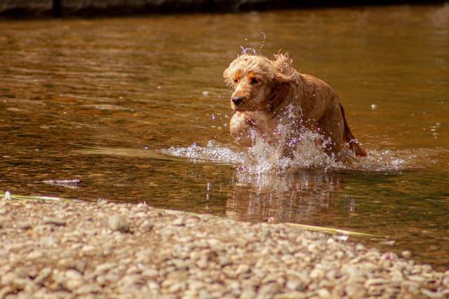 Splish splash