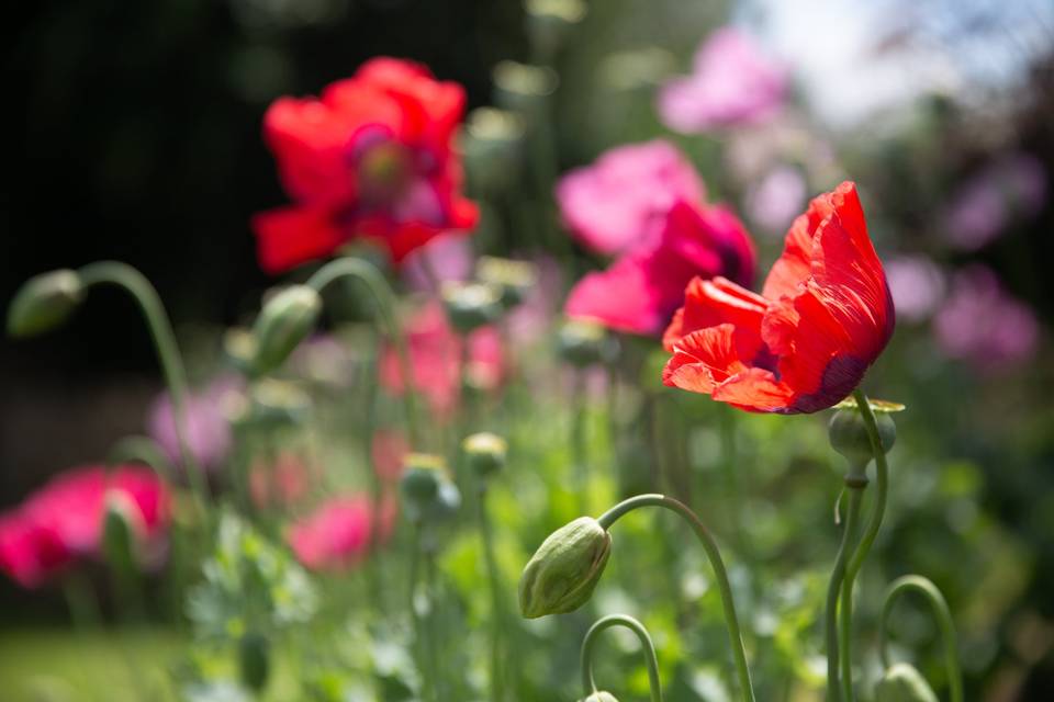 Garden flowers