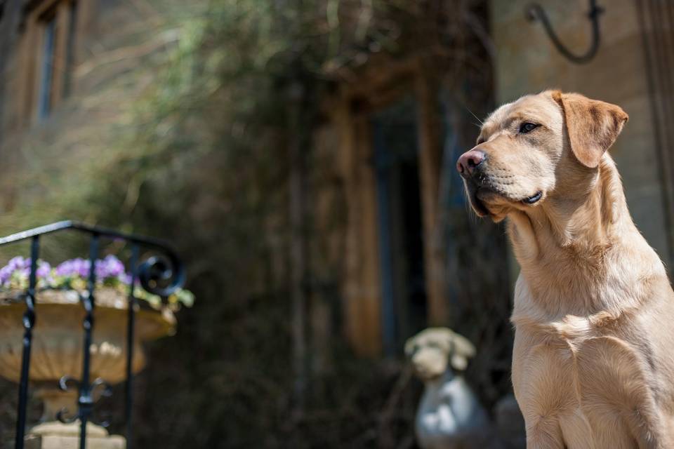 Oscar, The Resident Golden Labrador
