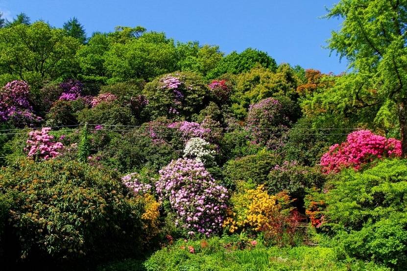 Beautiful Blooms