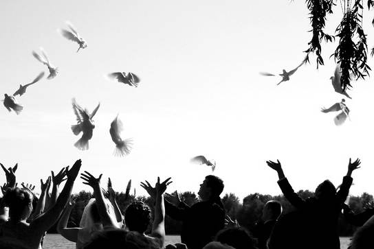 White Doves for Weddings