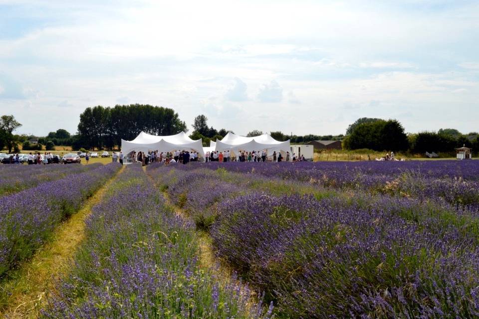 Set amongst the lavender!