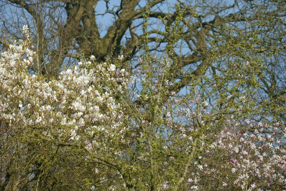 The beautiful Devon gardens and 300 year old magnolia trees