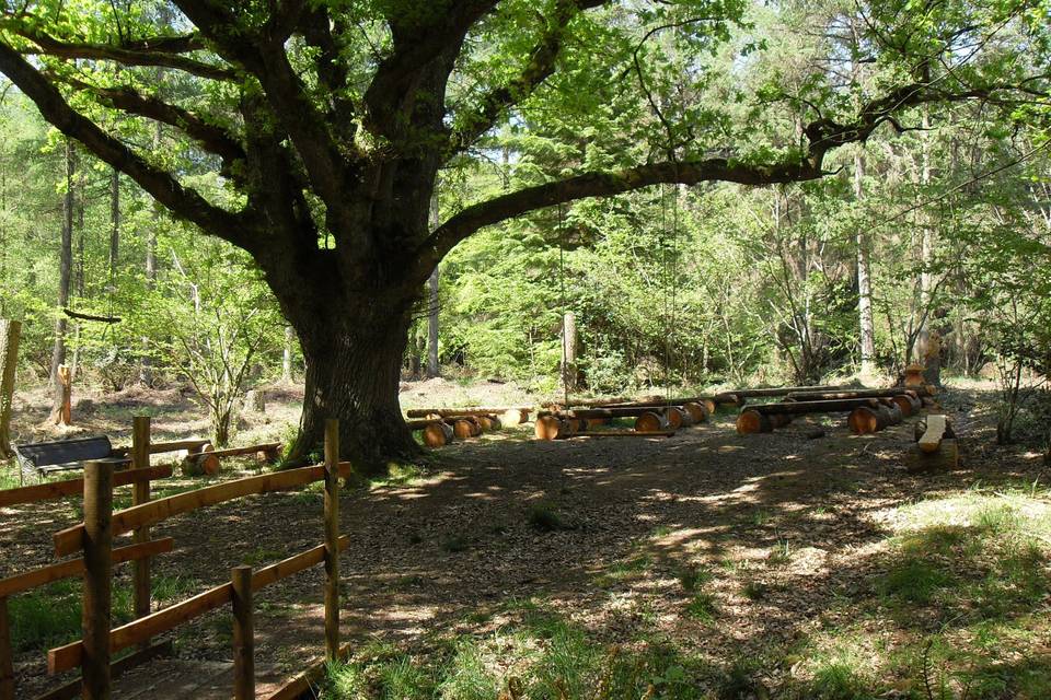 Middle coombe Farm oak tree ceremony site