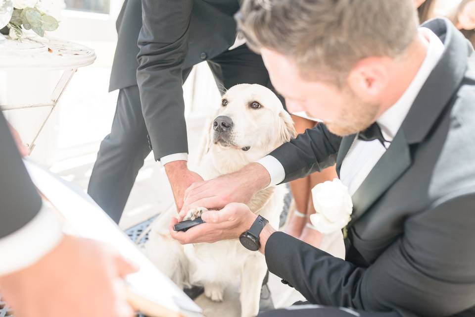 Dog and people at wedding