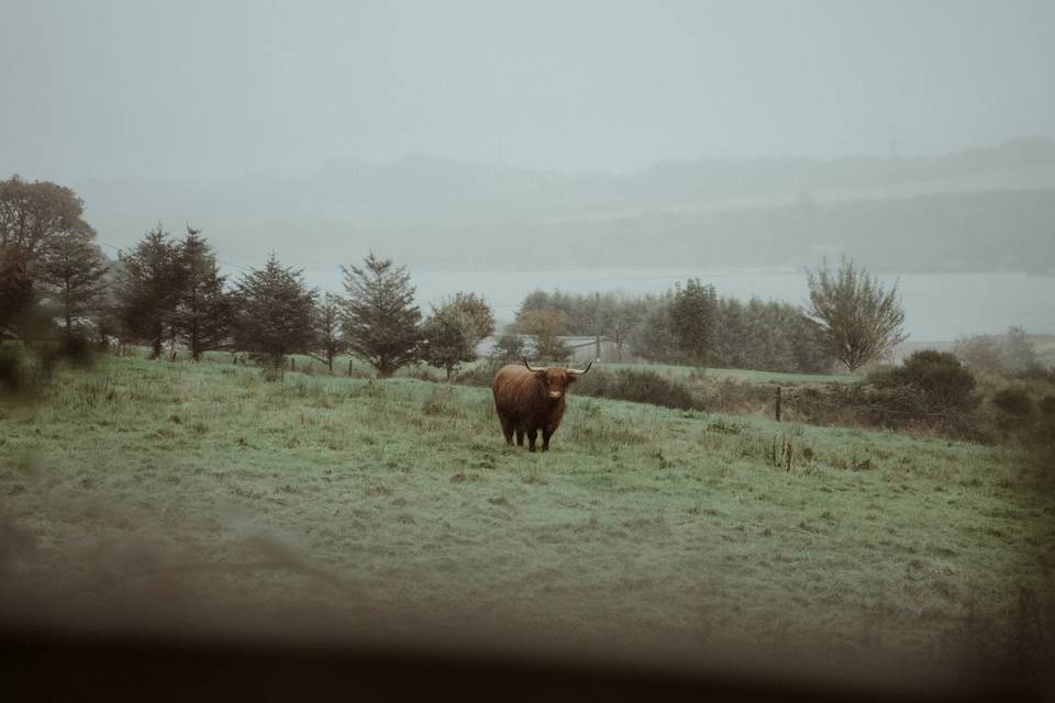 Highland cow